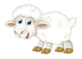 lamb lambs